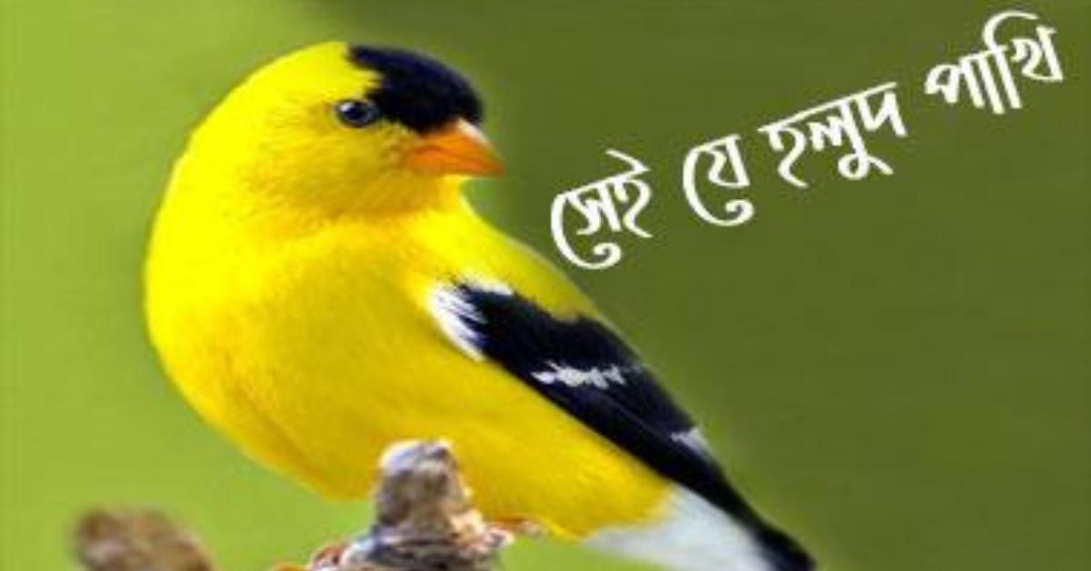 Sei Je Holud Pakhi (সেই যে হলুদ পাখি) Lyrics | Cactus Band